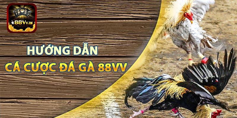 Hướng dẫn cá cược đá gà trực tuyến tại 88VV